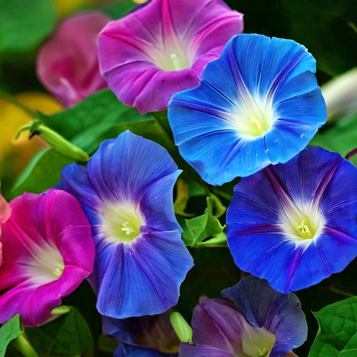 Morning Glory (Mix) - Northern Meadows