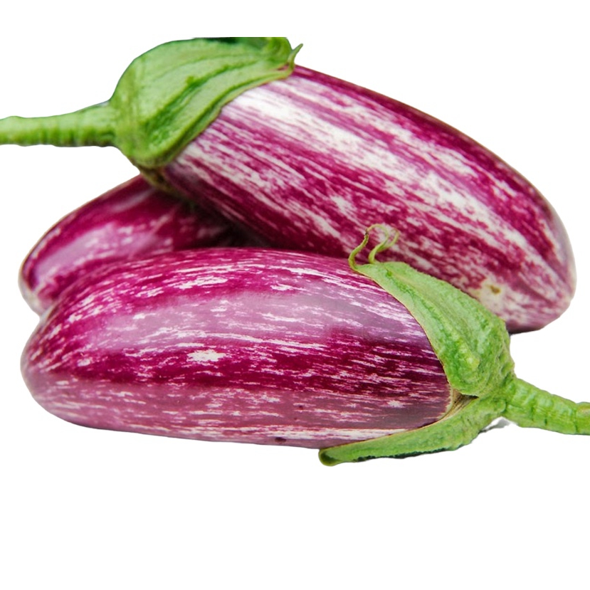 Eggplant - Shooting Stars - Northern Meadows